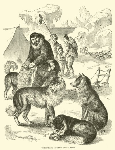 Grønland Eskimo hundeslede av English School