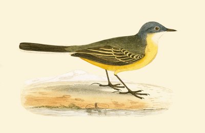 Grey Headed Yellow Wagtail, illustrasjon fra 