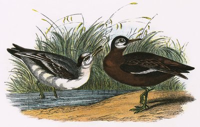 Grå Phalarope av English School
