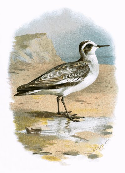 Grå Phalarope av English School