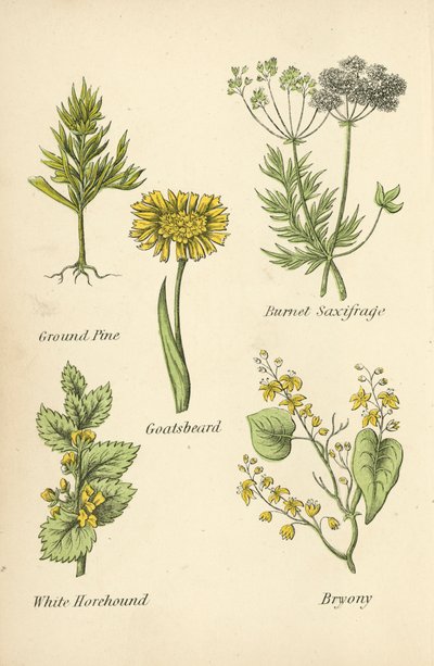 Ground Pine, Burnet Saxifrage, Geiteskjegg, White Horehound, Bryony av English School