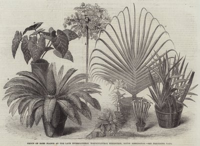 Gruppe seltener Pflanzen auf der letzten Internationalen Gartenbauausstellung, South Kensington (Stich) von English School