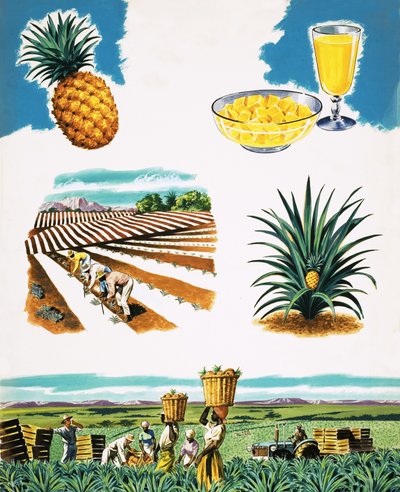 Dyrking av ananas av English School