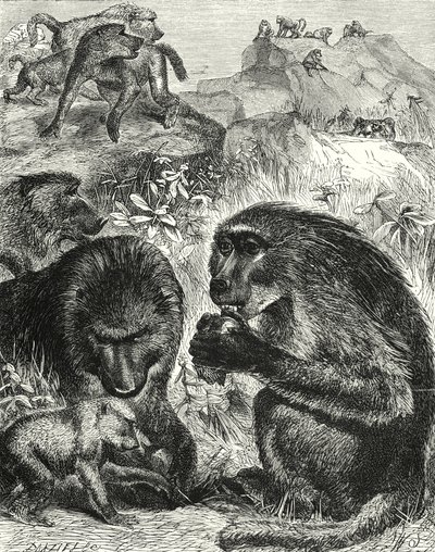 Gruppe av Chacmas (gravering) av English School