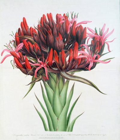 Gymea Lily, 1826 (wc på papir) av English School
