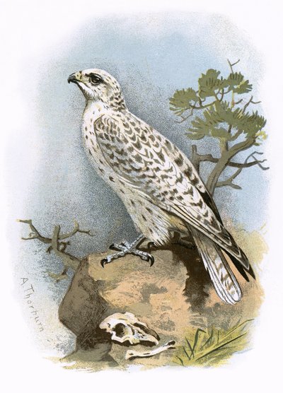 Gyr-Falcon av English School