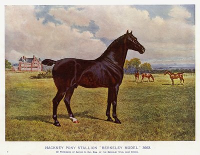 Hackney Pony Stallion "Berkeley Model" 3663 (litho-farge) av English School