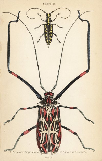 Harlekinbillen, Acrocinus longimanus 1, og den flate langhornsbillen, Taeniotes subocellatus av English School