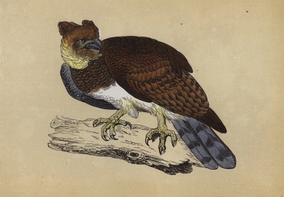 Harpy Eagle (farge litho) av English School