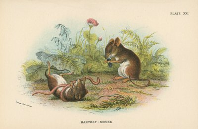 Harvest-mus av English School