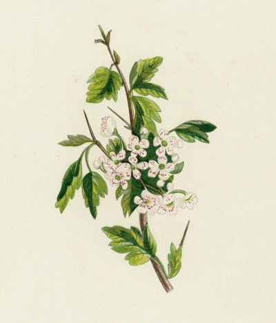 Hagtorn, Crataegus Oxyacantha av English School