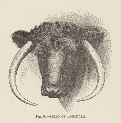 Hode av Longhorn (gravering) av English School