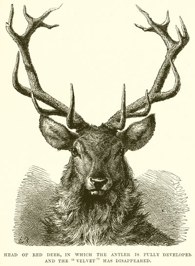 Head of Red Deer, der geviret er fullt utviklet og fløyel har forsvunnet av English School