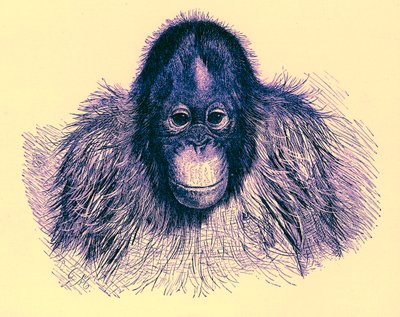 Leder for orang, illustrasjon fra The Royal Natural History, publisert 1896 (digitalt forbedret bilde) av English School