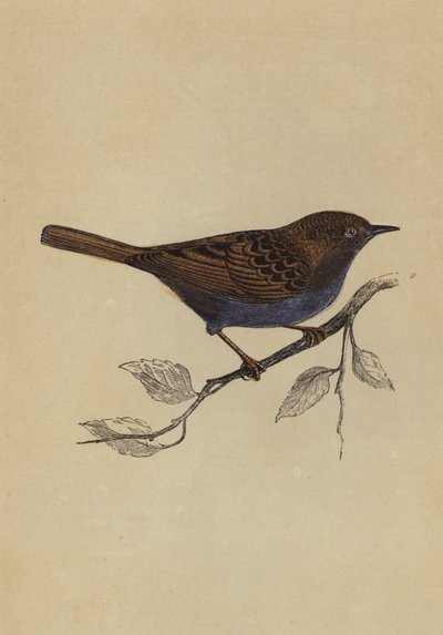 Hedge Sparrow (farge litho) av English School