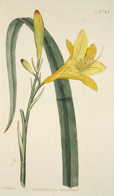 Hemerocallis Flava (Yellow Day Lily) fra The Botanical Magzaine eller Flower Garden Displayed, pub. 1796 (håndfarget gravering) av English School