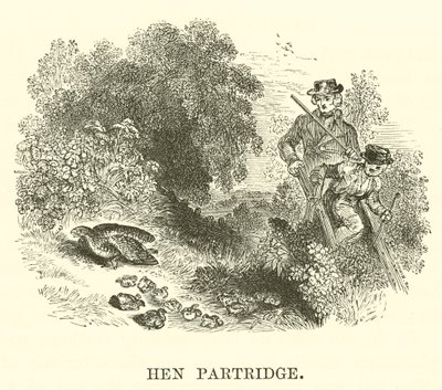 Hønepatt (gravering) av English School