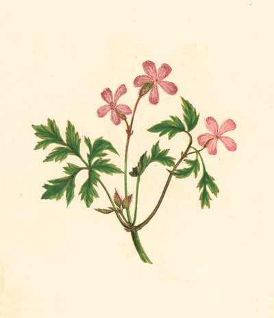 Urt Robert, eller stakkars rødstrupe, Geranium Robertianum (fargelitografi) av English School