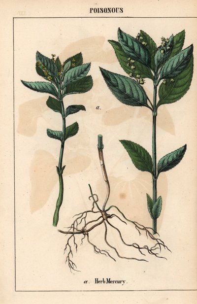 Urt kvikksølv   , fra "The Instructive Picturebook, or Lessons from the Vegetable World," [Charlotte Mary Yonge], Edinburgh av English School