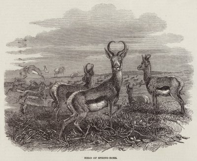 Herd of Spring-Boks (gravering) av English School