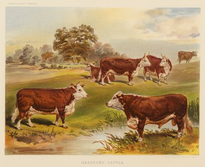 Hereford-kveg (fargelitografi) av English School
