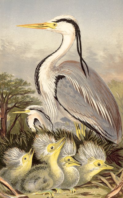Hegre og unger (chromolitho) av English School
