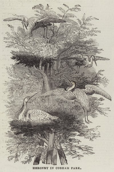 Heronry i Cobham Park (gravering) av English School