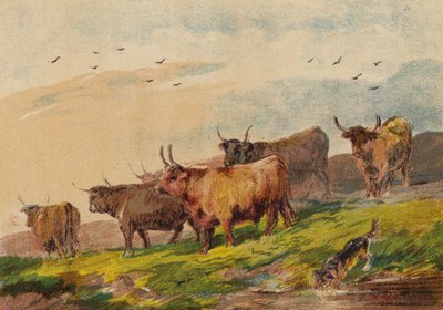 Highland Cattle av English School