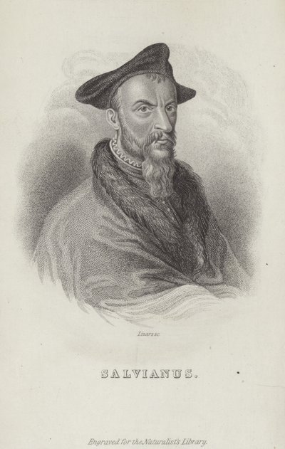 Hippolito Salviani , italiensk naturforsker av English School