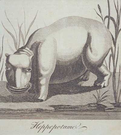 Hippopotamus, fra The Gentlemans Magazine, utgitt i desember 1772 av English School