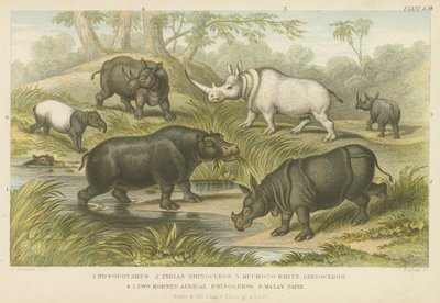 Flodhest, neshorn og tapir (farget gravering) av English School