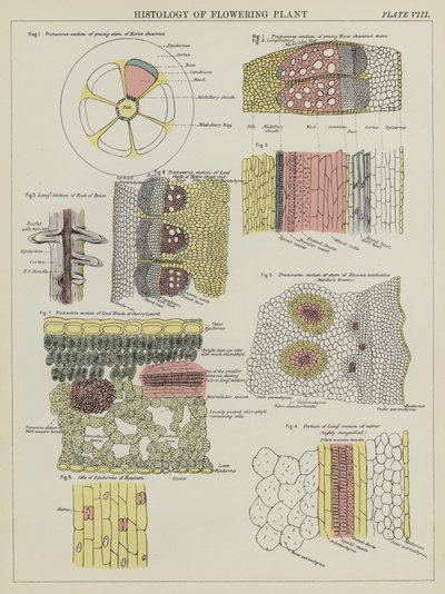 Histologie der Blütenpflanze (Farblithografie) von English School