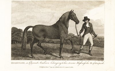 Hohenloe, en kastanje-araber som tilhører hans fredelige høyhet markgreven av Anspach av English School