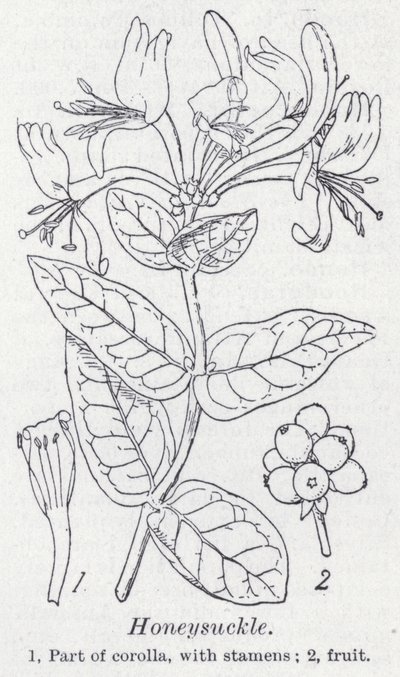 Honeysuckle (litho) av English School