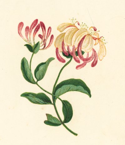 Kaprifol, Lonicera Periclymenum (fargelitografi) av English School