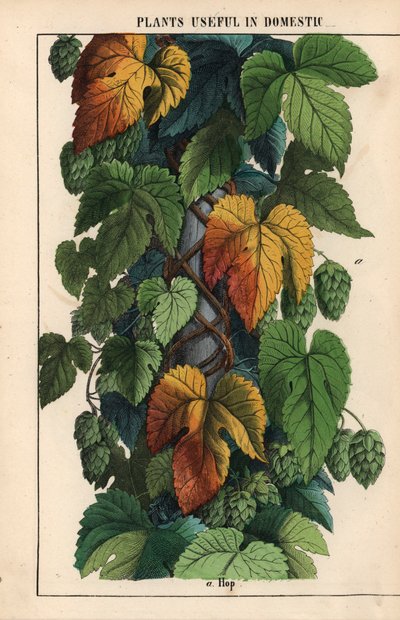 Hopfen mit grünen Früchten, aus "The Instructive Picturebook, or Lessons from the Vegetable World," [Charlotte Mary Yonge], Edinburgh von English School