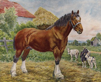 Hest og geiter (farge litho) av English School