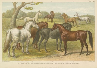 Hester og ponnier (farget gravering) av English School
