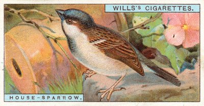 Hus-Sparrow av English School