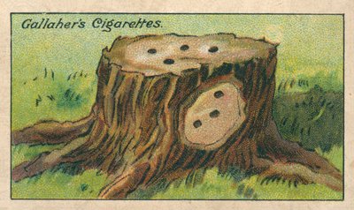 Hvordan drepe en trestubbe (chromolitho) av English School