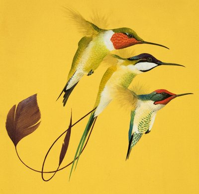 Kolibrier (gouache på papir) av English School