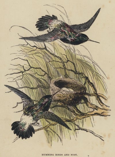 Humming Birds and Nest (farget gravering) av English School