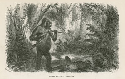 Jeger drept av gorilla av English School