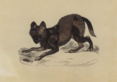 Hyaena Dog (farge litho) av English School