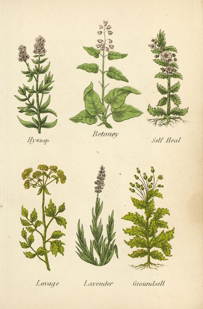 Isop, Betonium, Selvhelbredende, Løpstikke, Lavendel, Groundsell (fargelitografi) av English School