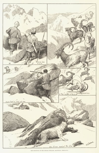 Ibex-skyting i Shigar Nullahs, Baltistan, Himalaya (gravering) av English School