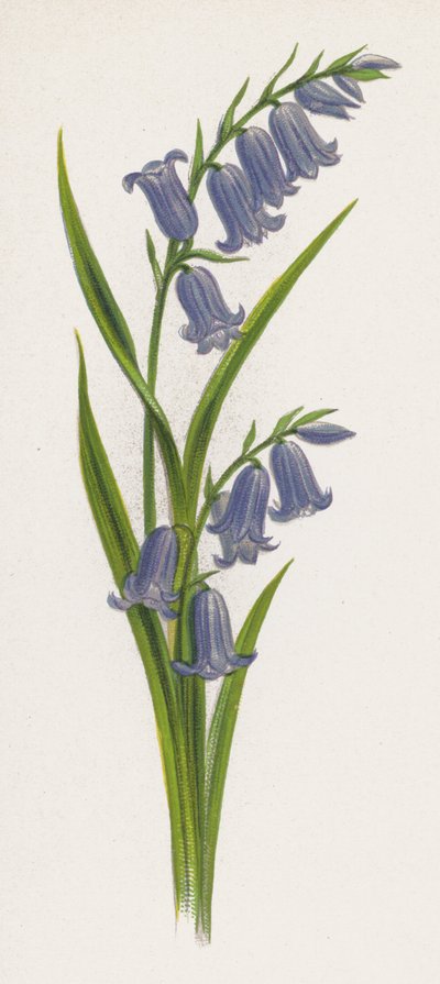 Illustrasjon for A Dream of a Garden (farge litho) av English School
