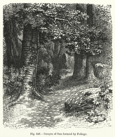 Bilder av sol dannet av løvverk (gravering) av English School