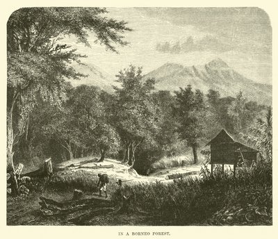 I en Borneo-skog av English School