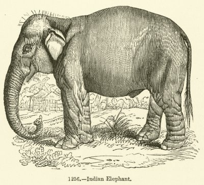 Indisk elefant (gravering) av English School